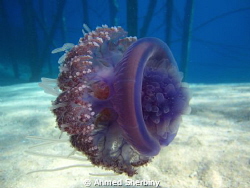 Jelly fish in shark Bay - Sharm El.Sheikh by Ahmed Sherbiny 